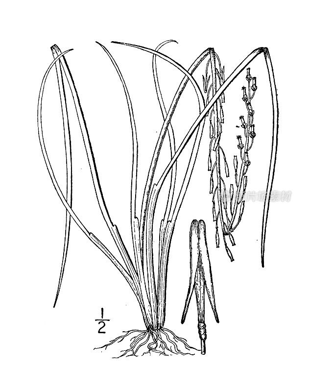 古植物学植物插图:Triglochin palustris, Marsh arrow grass